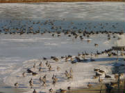 Geese_on_ice.JPG