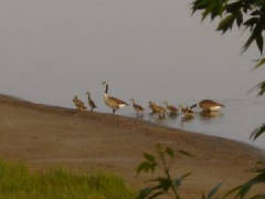 baby_geese_003.jpg